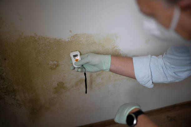 Best Office Mold Removal Services  in Henderson, NV