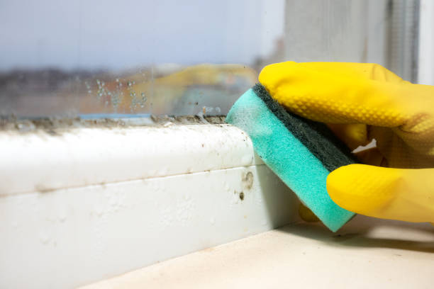 Best Mold Damage Repair  in Henderson, NV
