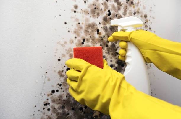 Best Professional Mold Removal  in Henderson, NV